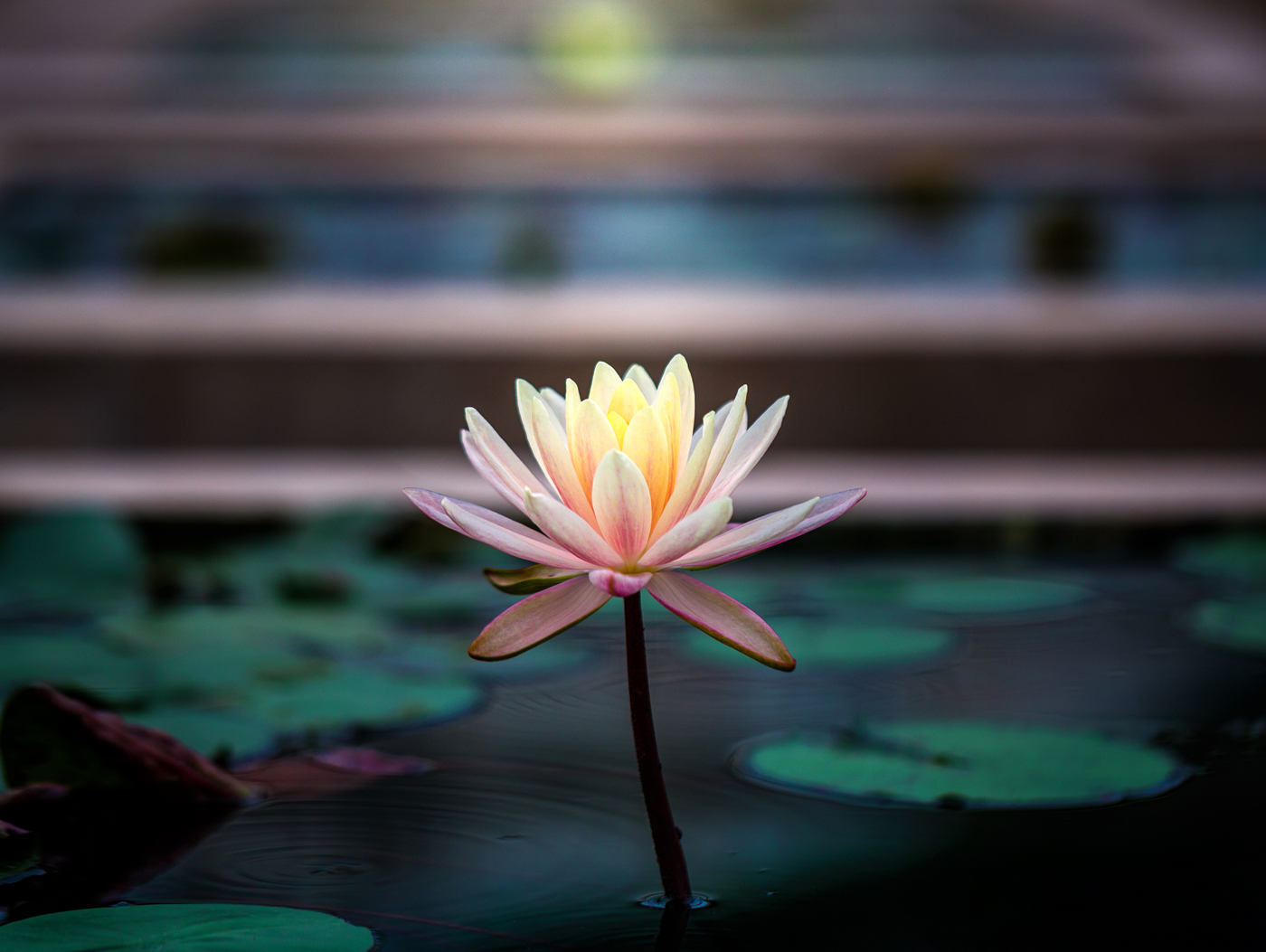 Healthy_Mind_1