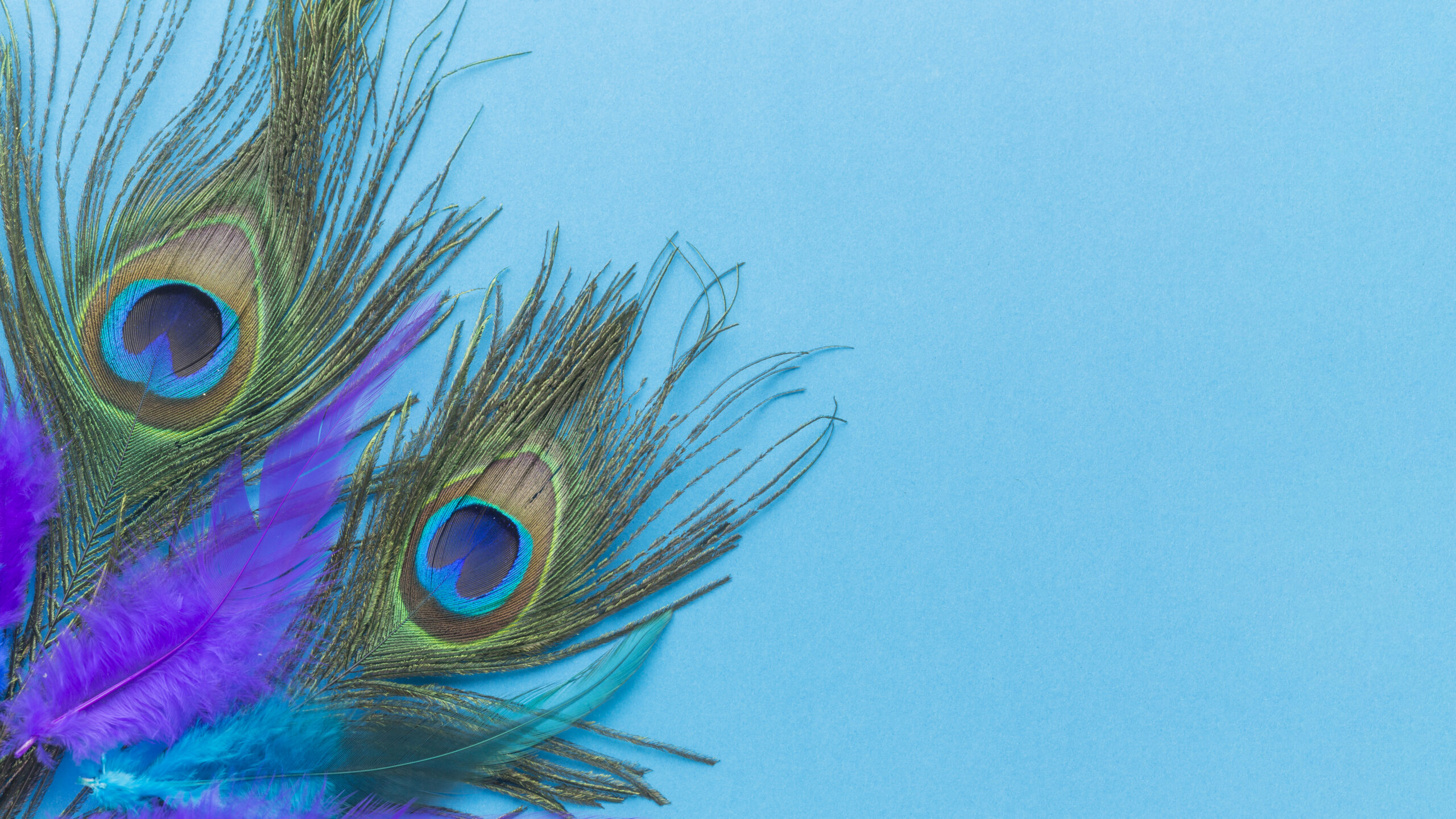 colorful-peacock-feathers-with-copy-space